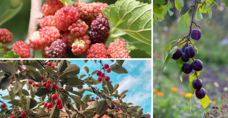 These 8 Fruit Trees Virginia Gardeners Grow With Less Effort Than Apples