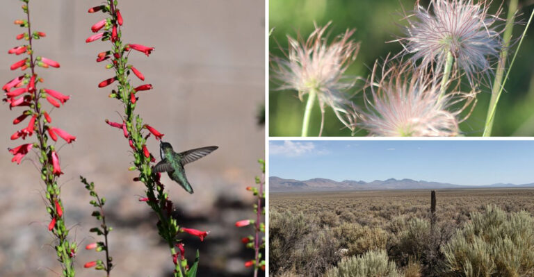 These 8 Mojave Natives Are Worth Adding To Nevada Yards