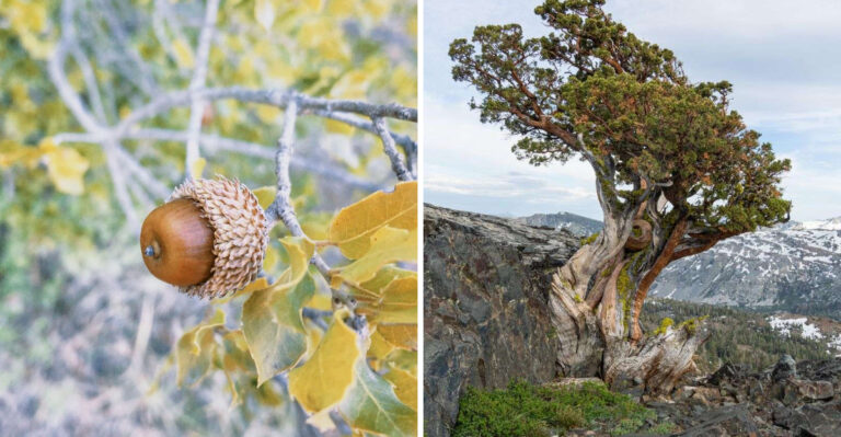 These 8 Utah Natives Outlast Both Desert Heat And Salt Air