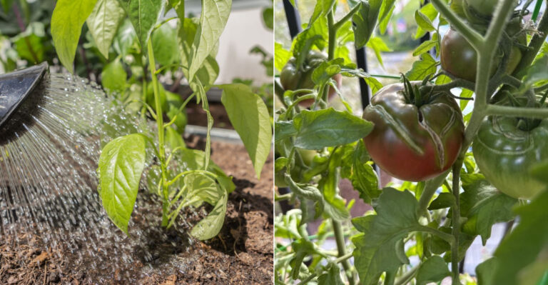 These 8 Watering Mistakes Can Ruin An Oregon Vegetable Harvest Fast