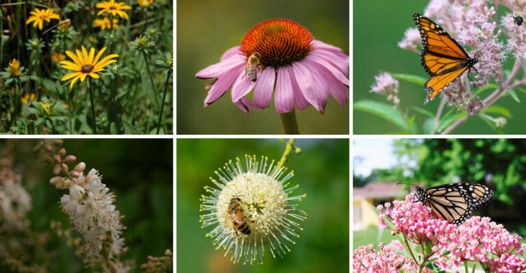 These 9 Native Catskill Plants Deserve More Summer Attention