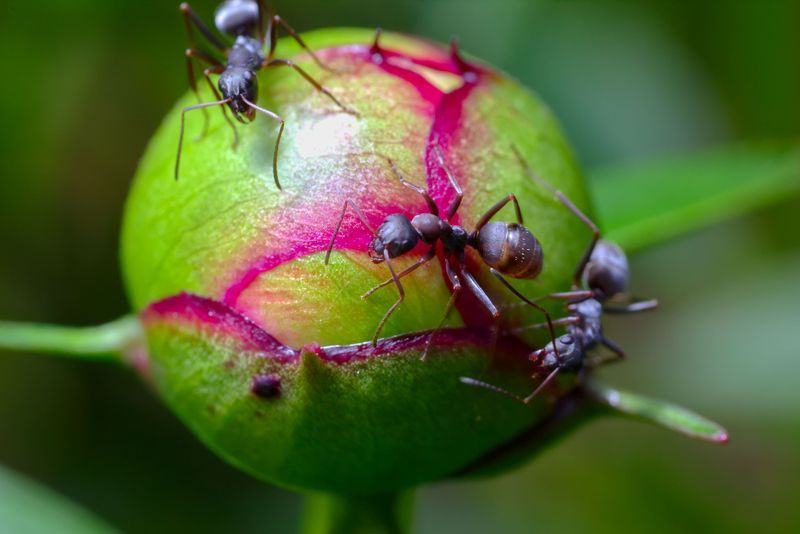 These Ants Rarely Cause Real Damage To Your Peonies