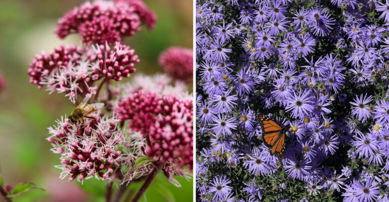 These Are 7 Blue Ridge Virginia Natives That Thrive When Planted In Fall