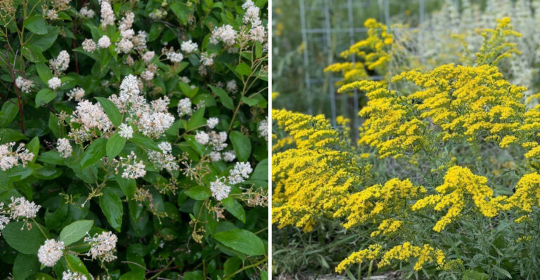 new jersey tea and goldenrod