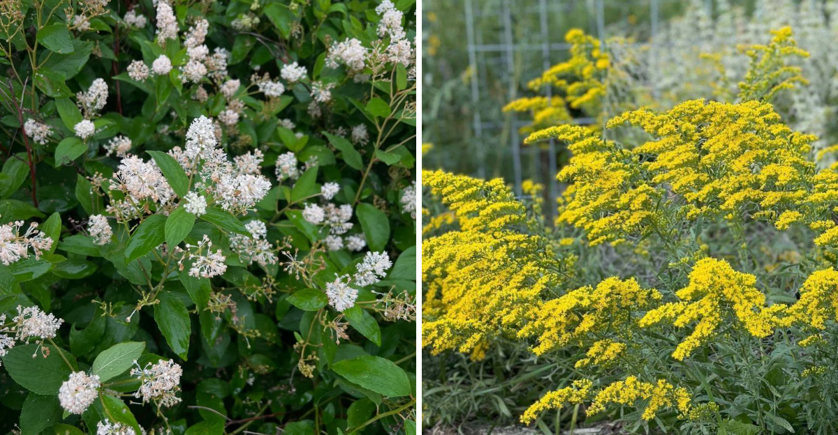 new jersey tea and goldenrod
