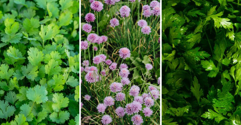 These Are The Herbs Minnesota Gardeners Should Trim Now For Fall Regrowth