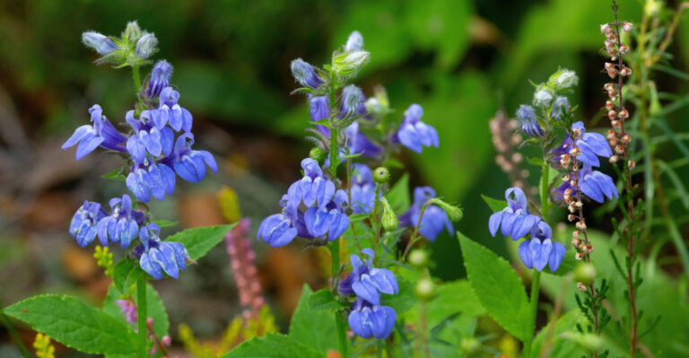 These Are The North Carolina Perennials That Get More Beautiful Every Single Week Of August