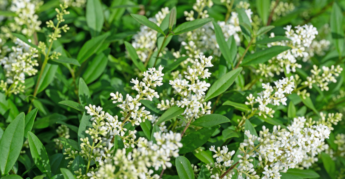 common privet