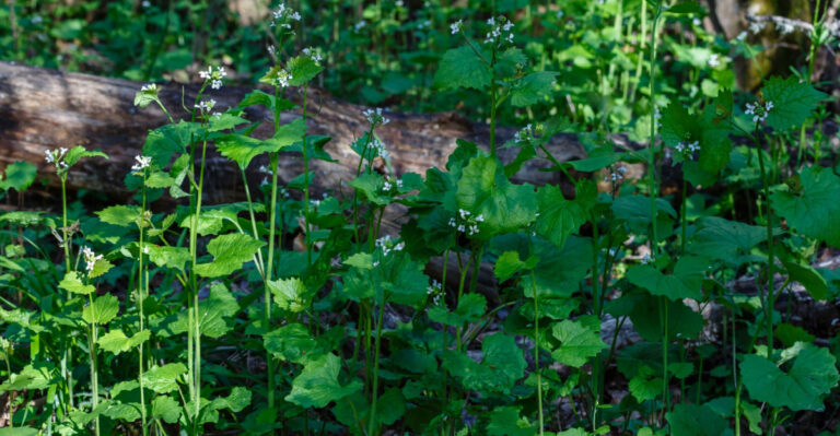 These Are The Pennsylvania Garlic Mustard Warning Signs Every Gardener Should Recognize