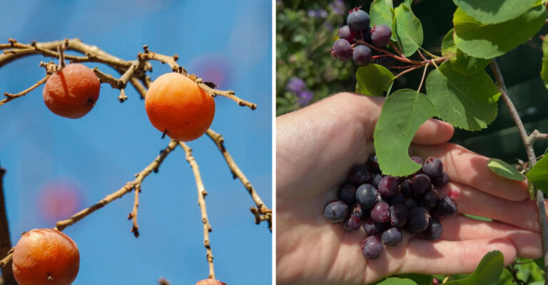 American Persimmon and Allegheny Serviceberry