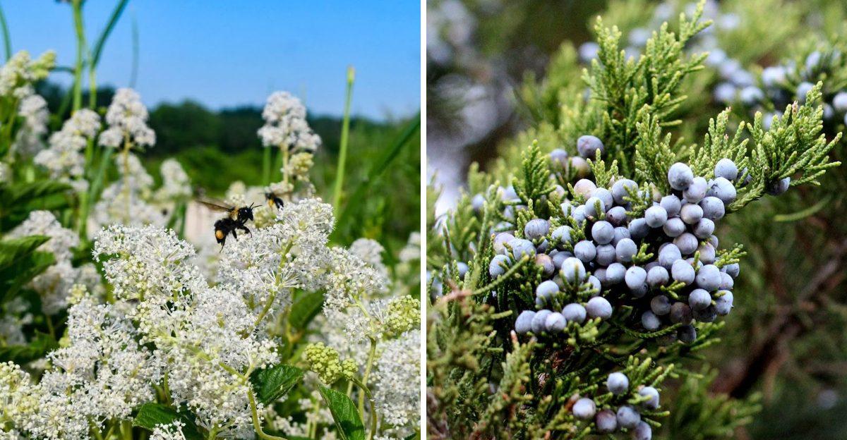 new jersey tea and eastern red cedar
