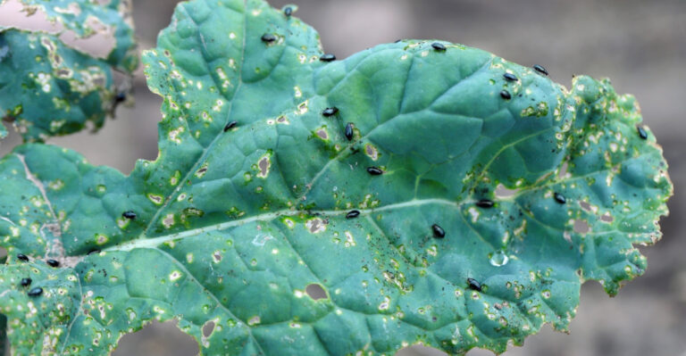 These Are The Pennsylvania Vegetable Garden Signs Flea Beetles Are Active Before Damage Peaks