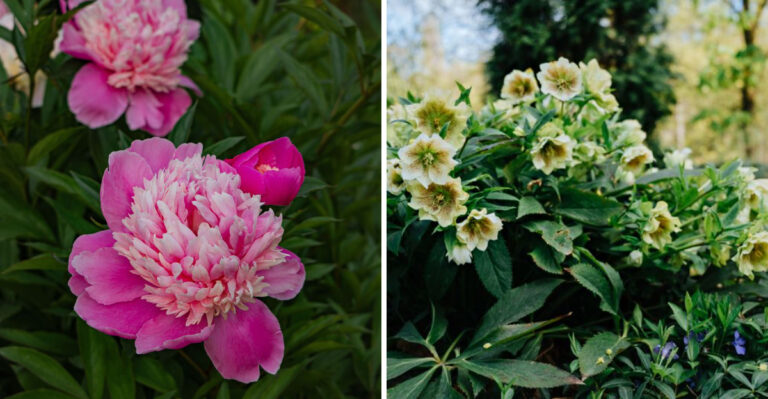 These Are The Plants Virginia Gardeners Should Divide Now, And The Ones Better Left Alone