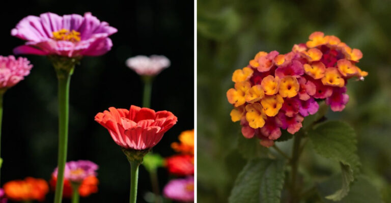 These Are The Plants Wisconsin Decks Need For Full Sun And Reflected Heat