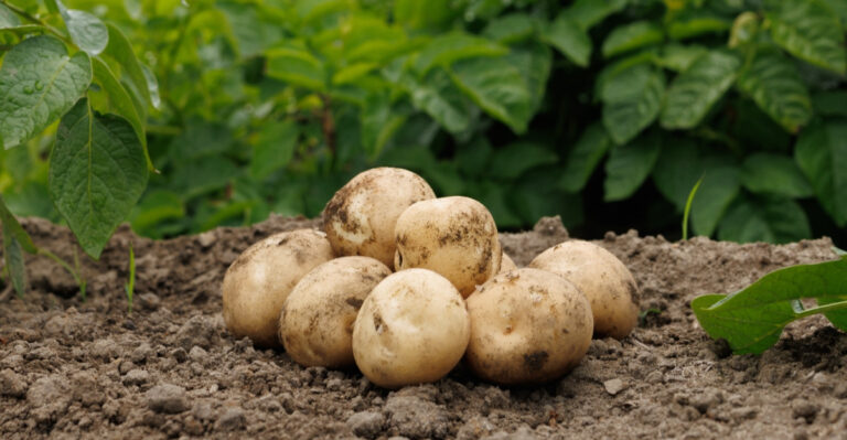 These Are The Reasons Idaho Potato Growers Get Consistently Bigger Harvests