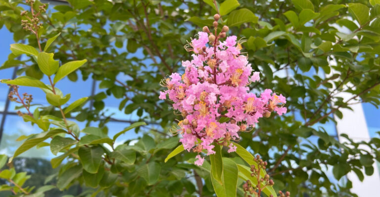 These Are The Reasons Maryland Crepe Myrtles Are Blooming Weaker This Summer