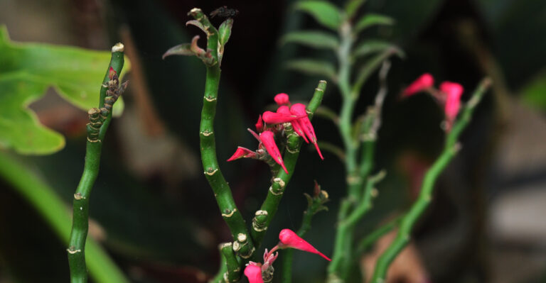 poinsettia