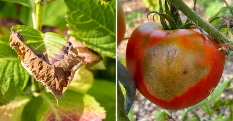 These Are The Signs Your Pennsylvania Garden Plants Are Suffering From July Heat Stress