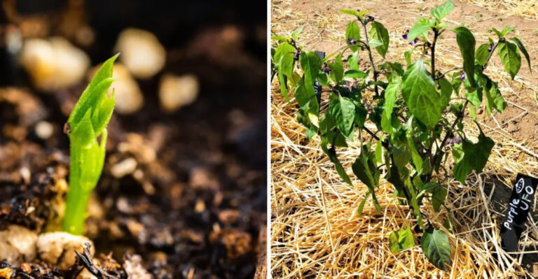 These Are The Signs Your Pennsylvania Garden Soil Has Been Compacted For Too Long