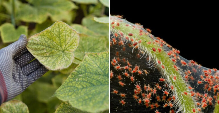 These Are The Texas Garden Plants Spider Mites Target First In July Heat (And What To Do)