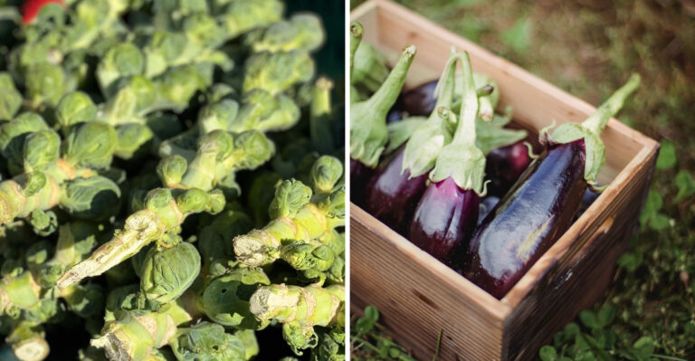 These Are The Texas Vegetables You Should Start Indoors For A Fall Harvest
