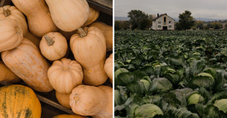 These Are The Vegetables Groundhogs Go For First In Wisconsin Gardens