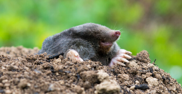 These Are The Reasons Mole Tunnels Are Suddenly Appearing Everywhere In Tennessee Yards This July