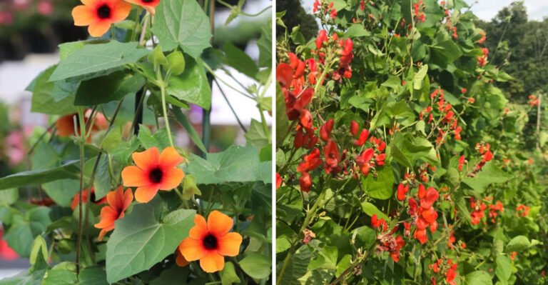 These Beautiful Vines Thrive In Pots In Pennsylvania Yards