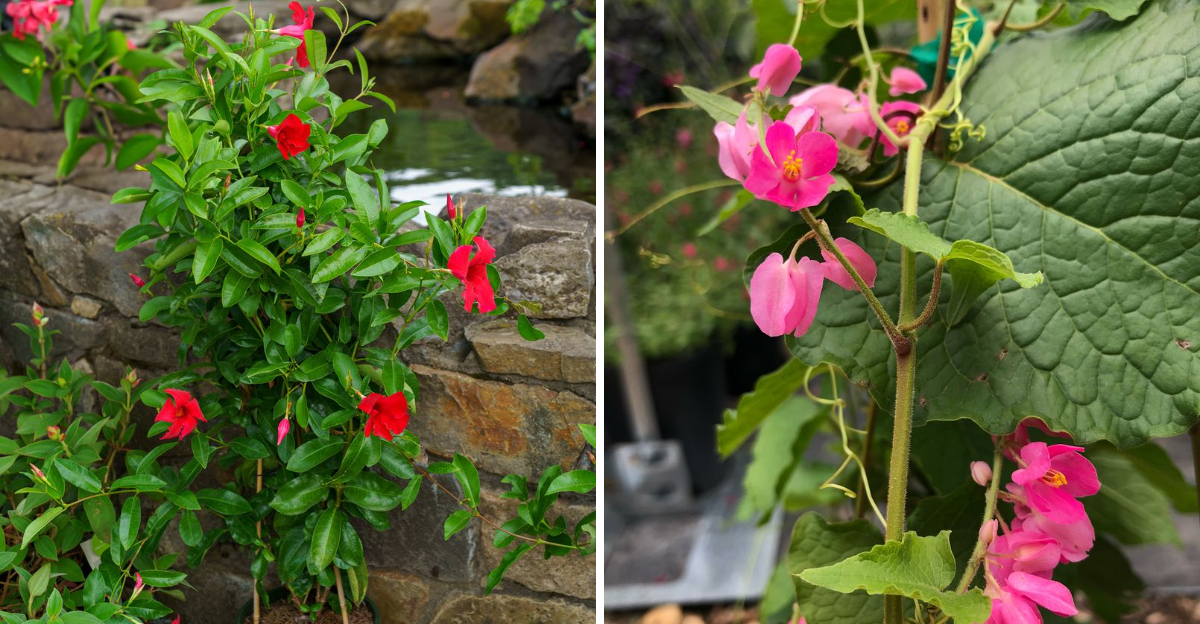 mandevilla and coral vine