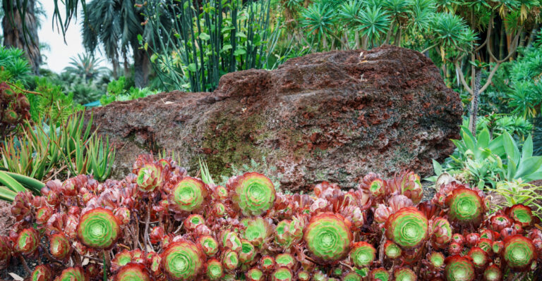 These California Desert Gardens Are Still Worth The Trip In Hot Weather
