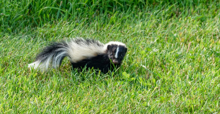 These California Yard Habits Can Invite Skunks To Dig Up Your Lawn At Night