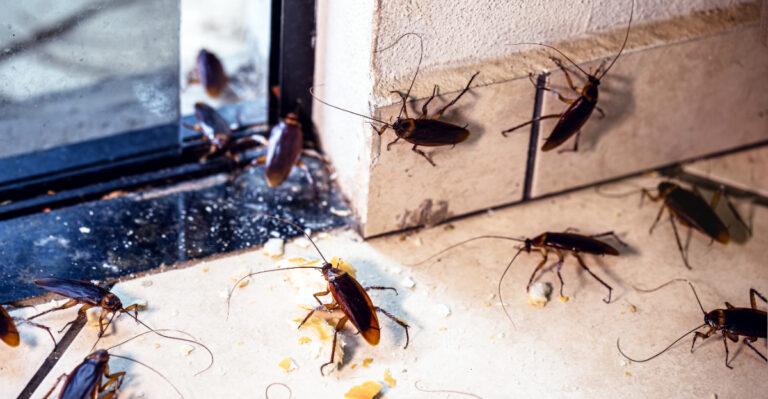 These California Yard Mistakes Can Attract More Cockroaches To Your Home