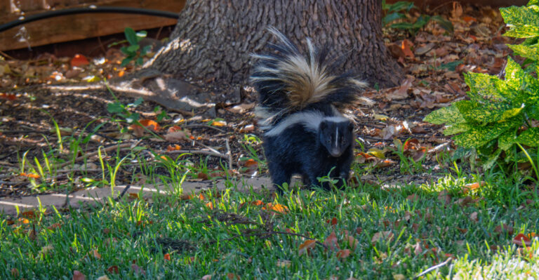 These California Yard Mistakes Can Attract Skunks To Your Property