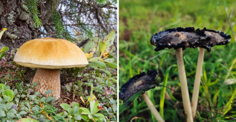 These Common Mushrooms Often Appear In Georgia After Summer Rain