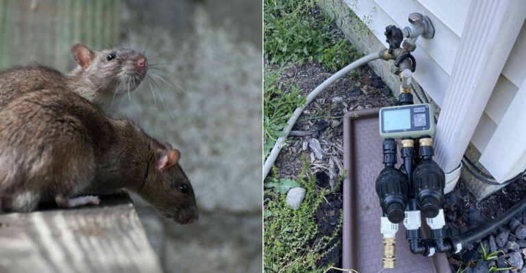 These Common Summer Yard Habits Can Attract Rats To California Homes