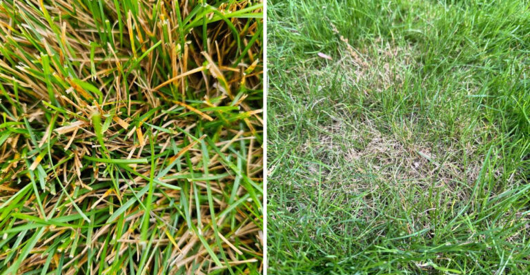 These Common Watering Mistakes Can Bring More Fungus To Georgia Lawns