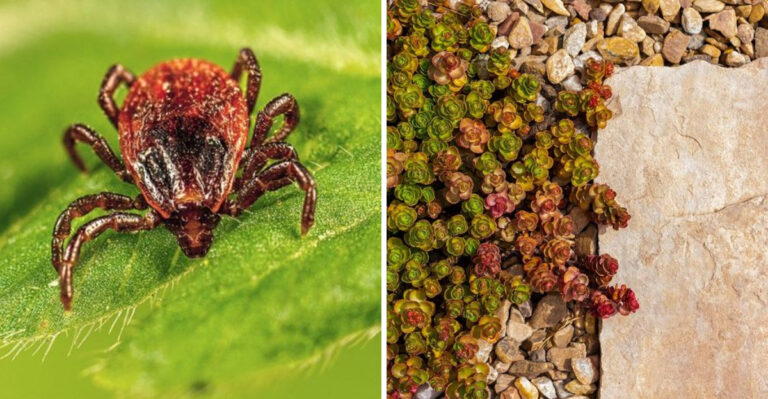 These Common Yard Habits Attract Fleas And Ticks In Arizona