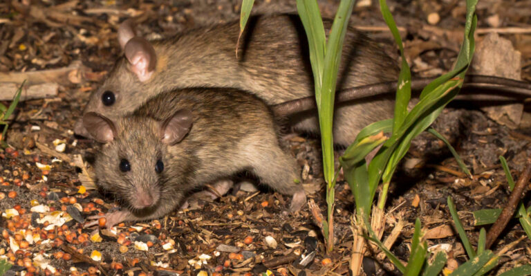 rats