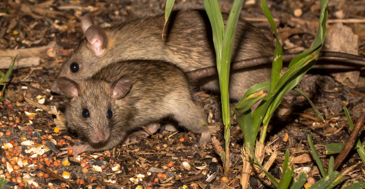 rats