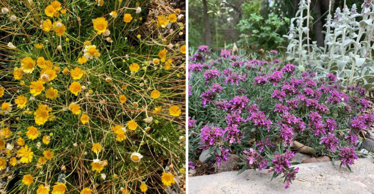 These Drought-Tolerant Arizona Plants Help Reduce Weeds Once Established