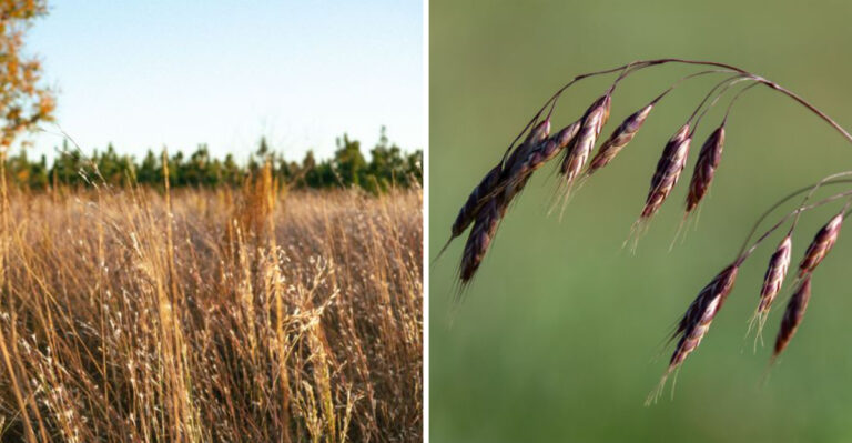 These Drought-Tolerant Grasses Are Great Alternatives For Fescue Lawns In New Jersey