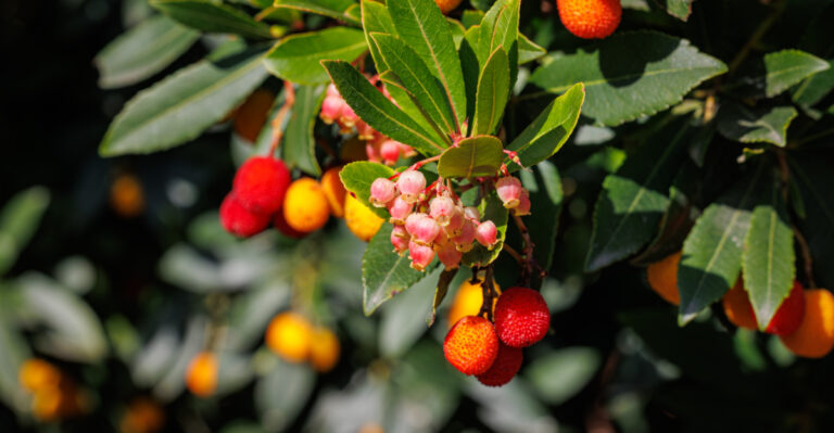These Drought-Tolerant Oregon Plants Make Any Yard Look More Expensive
