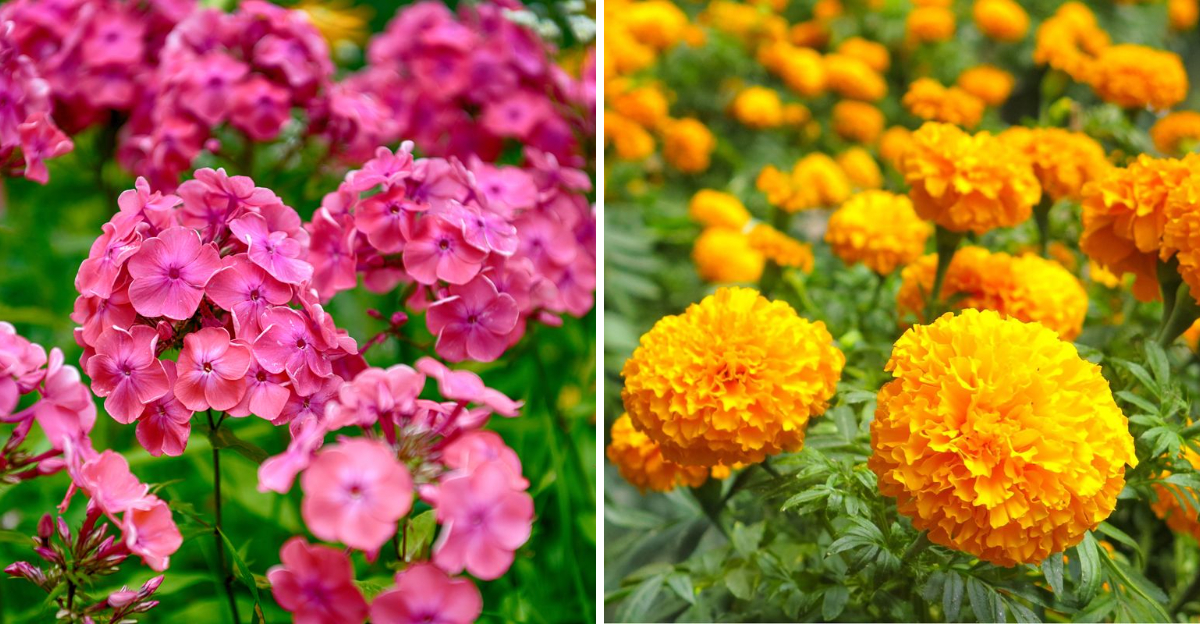 garden phlox and marigold