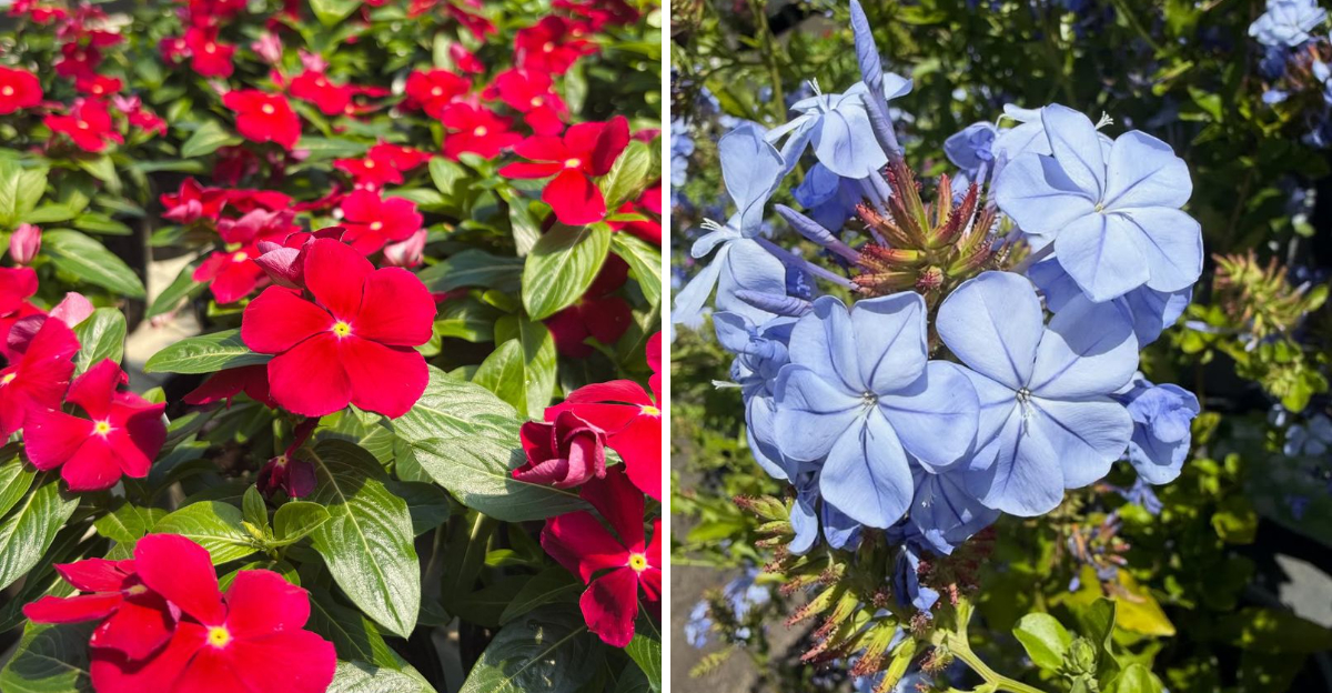 Vinca and Cape Plumbago