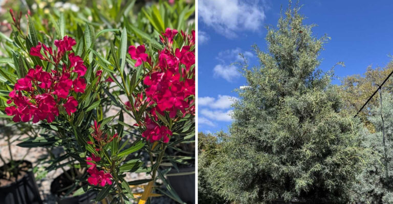 These Flammable Arizona Plants Don’t Belong Within 5 Feet Of Your Home