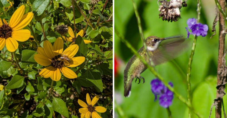 These Florida Plants Make Summer Yards Look Better Than Everyone Else’s