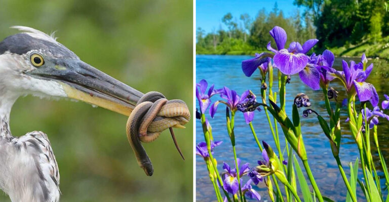 These Florida Plants That Attract Herons May Also Solve Snake Problem In Your Yard
