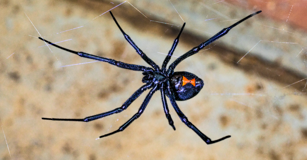 black widow spider