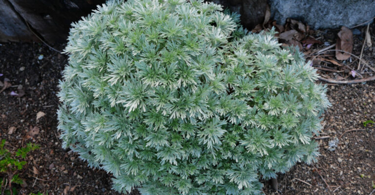 wooly shrub