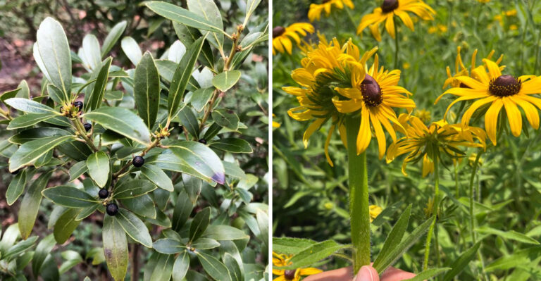 These Georgia Natives Slow Runoff When Afternoon Storms Hit Hard
